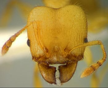Media type: image;   Entomology 34221 Aspect: head frontal view